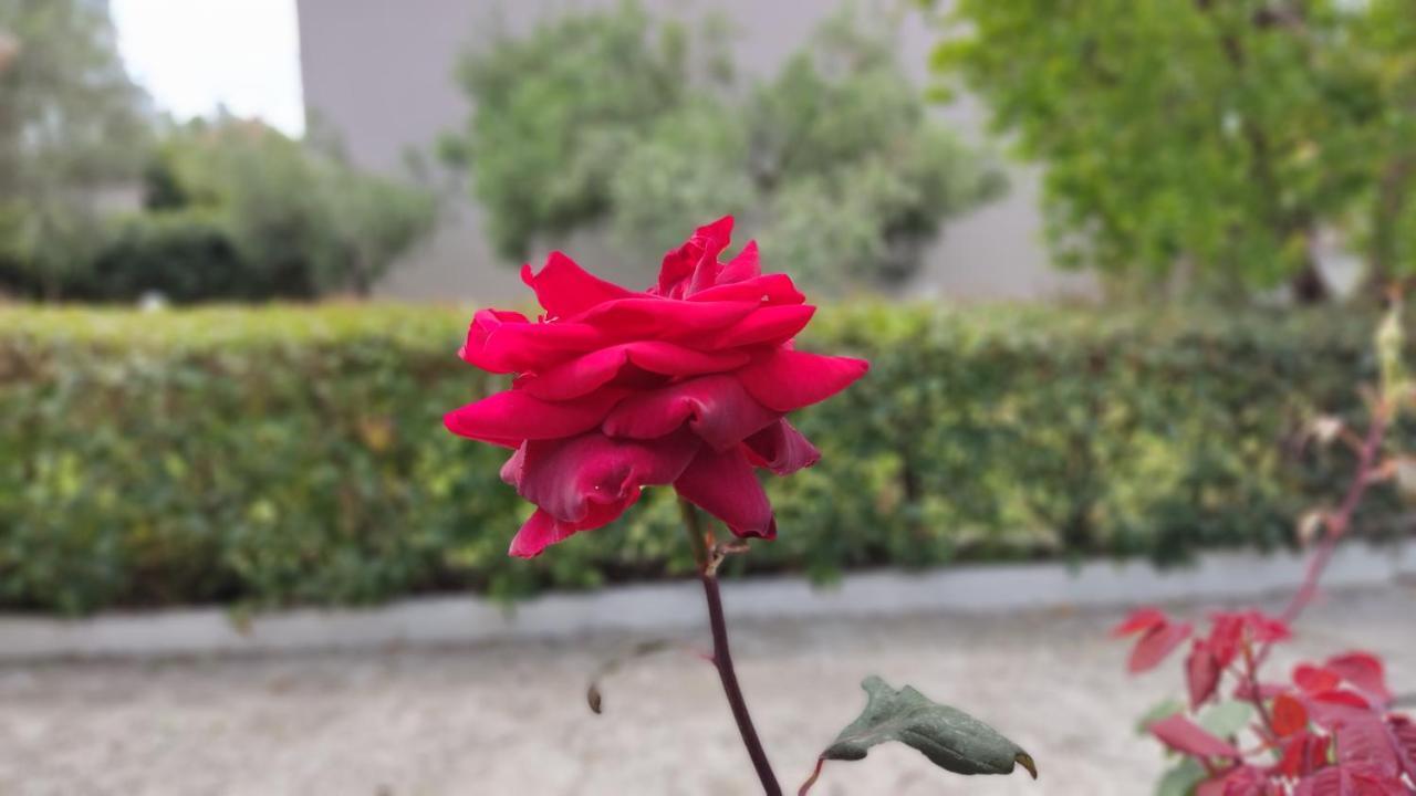 Elina House And Garden Villa Nikiti  Dış mekan fotoğraf