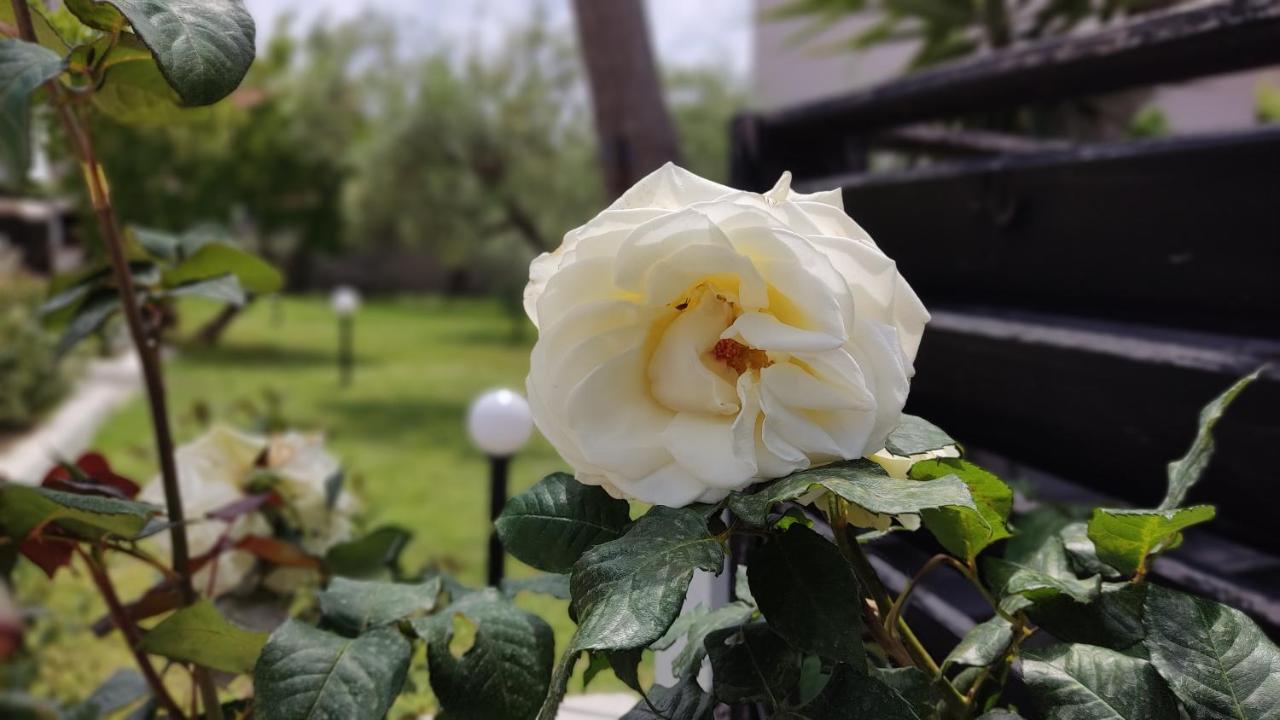 Elina House And Garden Villa Nikiti  Dış mekan fotoğraf